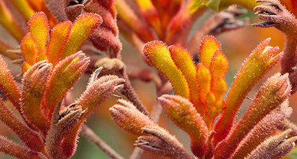 Kangaroo Paw Flower Extract
